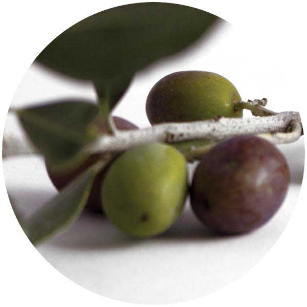 Tampas Azeites e Vinagres