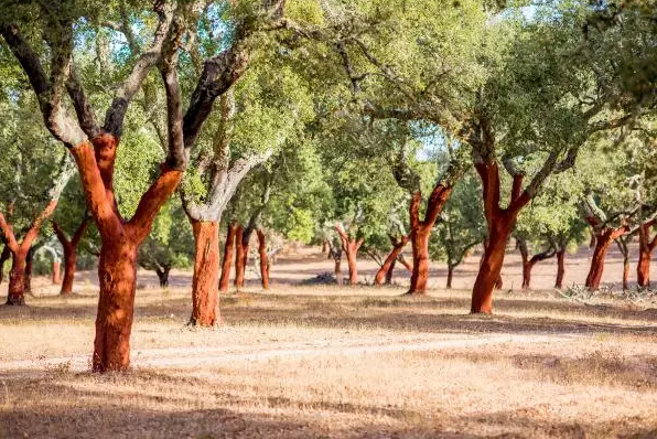 Da seleção ao produto